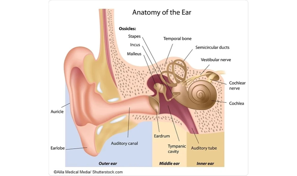 News Knox Audiology Knox Hearing Clinics