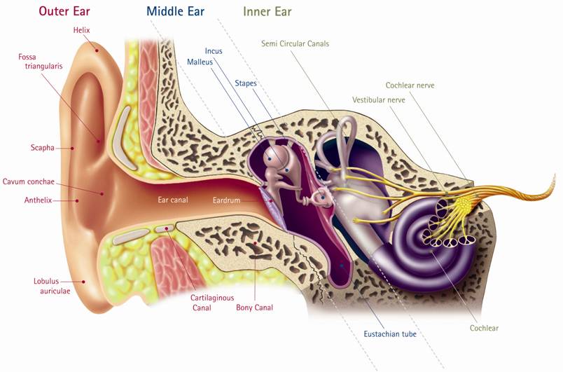 Hearing loss and how the ear works