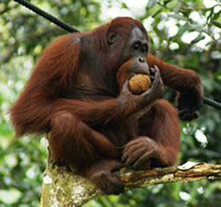 orangatun in borneo