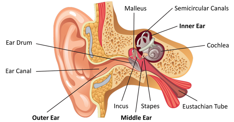 ear diagram