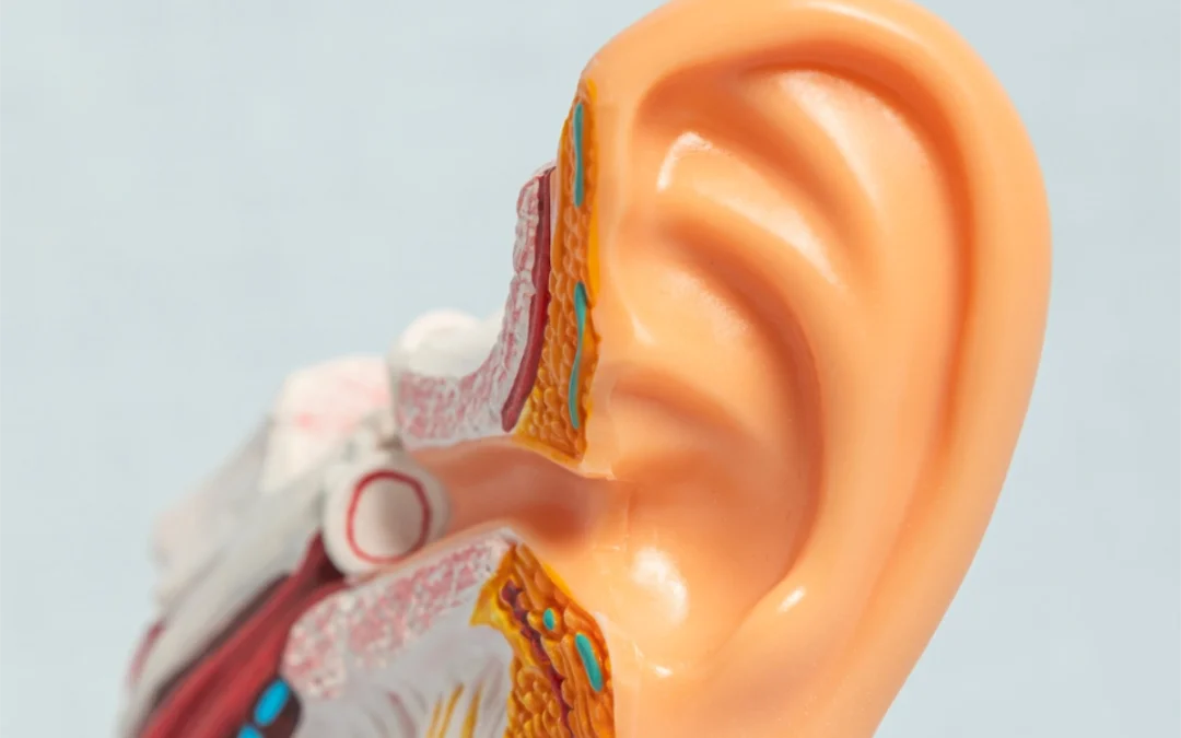 How Your Ears Affect Balance and the Role of the Vestibular System