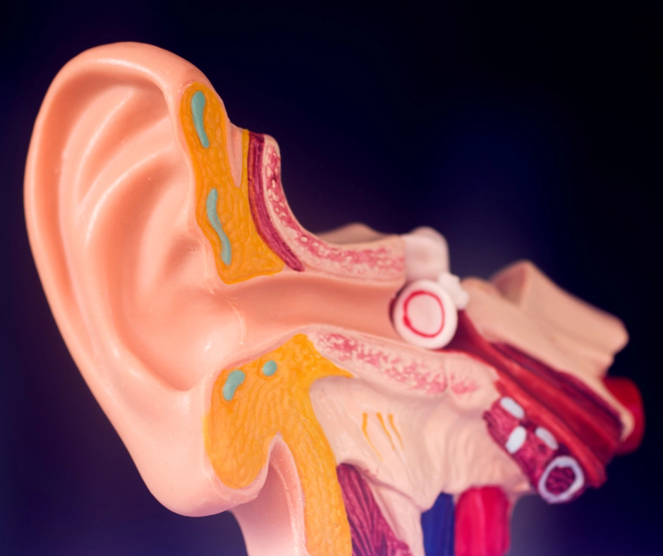 Graphic of ear for Auditory Processing Disorder Graphic of ear for Auditory Processing Disorder